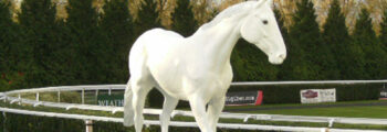 Desert Orchid Racehorse Statue